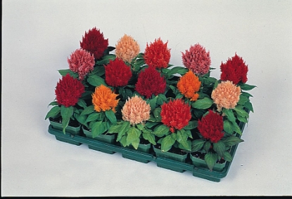 Picture of Celosia - Kimono Series Blended Mixed
